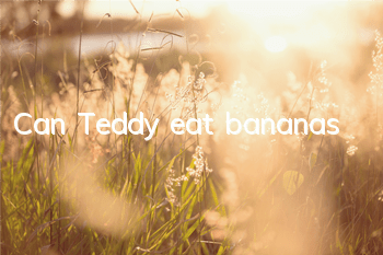 Can Teddy eat bananas?
