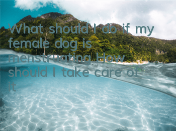 What should I do if my female dog is menstruating? How should I take care of it?