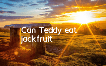 Can Teddy eat jackfruit?