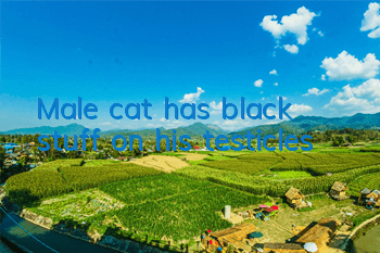 Male cat has black stuff on his testicles