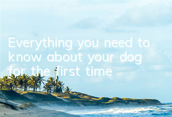 Everything you need to know about your dog for the first time