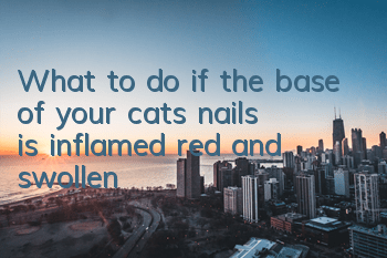 TWhat to do if the base of your cat’s nails is inflamed, red and swollen