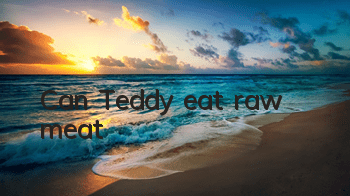 TCan Teddy eat raw meat?