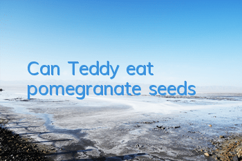 Can Teddy eat pomegranate seeds?