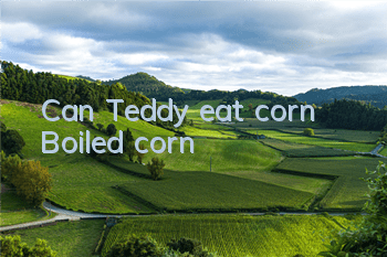 Can Teddy eat corn? Boiled corn