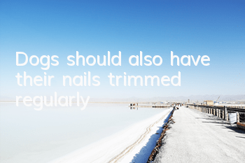 TDogs should also have their nails trimmed regularly