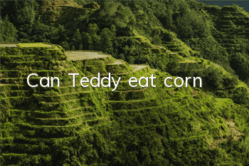 Can Teddy eat corn?