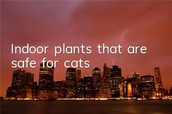 TIndoor plants that are safe for cats
