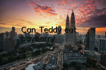 Can Teddy eat bayberry?