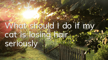 What should I do if my cat is losing hair seriously?