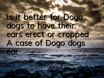 TIs it better for Dogo dogs to have their ears erect or cropped? A case of Dogo dog’s ear erection surgery will tell you