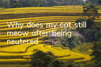 Why does my cat still meow after being neutered?