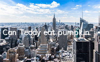 Can Teddy eat pumpkin?
