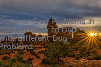 Common Dog Problems in Summer How to Deal with Different Dog Problems
