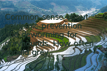 Common sense about epidemic prevention and deworming for greyhounds. How often should greyhounds be dewormed?