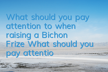 What should you pay attention to when raising a Bichon Frize? What should you pay attention to when raising a Bichon Frize?