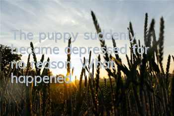 The puppy suddenly became depressed for no reason. What happened?