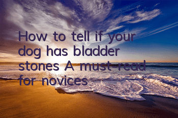 How to tell if your dog has bladder stones? A must-read for novices!