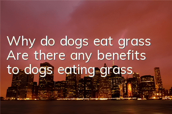 Why do dogs eat grass? Are there any benefits to dogs eating grass?