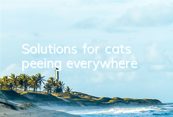 Solutions for cats peeing everywhere