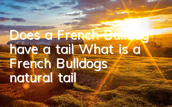 Does a French Bulldog have a tail? What is a French Bulldog's natural tail?