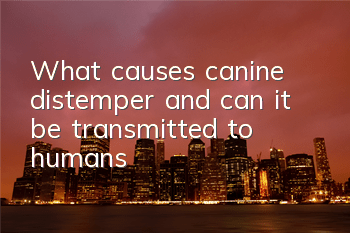 What causes canine distemper and can it be transmitted to humans?