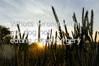 TWhat's wrong with my dog ​​not eating after surgery?