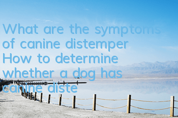 What are the symptoms of canine distemper? How to determine whether a dog has canine distemper?