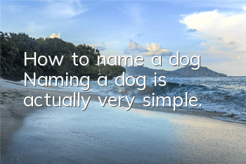 How to name a dog? Naming a dog is actually very simple.