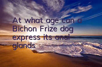 TAt what age can a Bichon Frize dog express its anal glands?