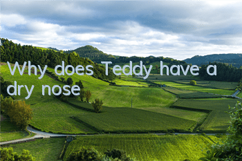Why does Teddy have a dry nose?