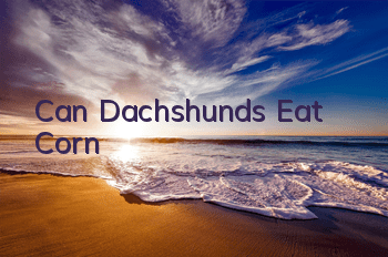 Can Dachshunds Eat Corn?
