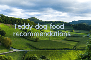 Teddy dog ​​food recommendations