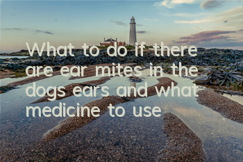 TWhat to do if there are ear mites in the dog’s ears and what medicine to use