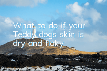 What to do if your Teddy dog’s skin is dry and flaky
