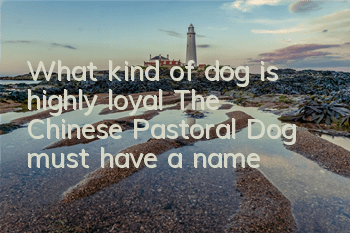 What kind of dog is highly loyal? The Chinese Pastoral Dog must have a name