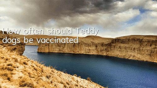 How often should Teddy dogs be vaccinated?