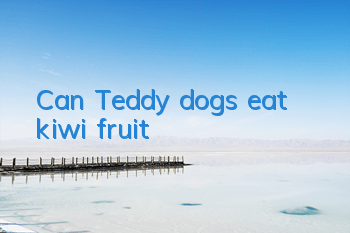 Can Teddy dogs eat kiwi fruit?