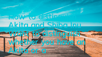 How to distinguish Akita and Shiba Inu? Want to distinguish whether you have an Akita or a Shiba Inu?