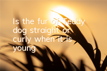 Is the fur of Teddy dog ​​straight or curly when it is young?