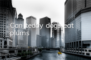 Can teddy dogs eat plums?