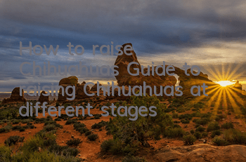 How to raise Chihuahuas Guide to raising Chihuahuas at different stages