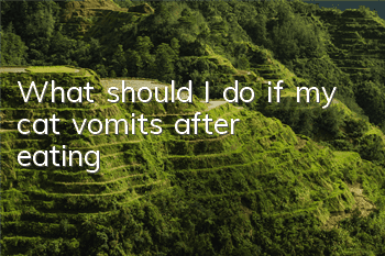 What should I do if my cat vomits after eating?