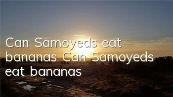 TCan Samoyeds eat bananas? Can Samoyeds eat bananas?