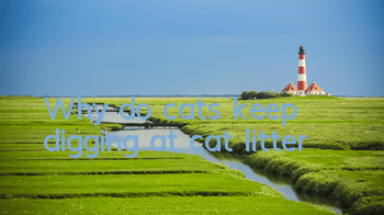 Why do cats keep digging at cat litter?