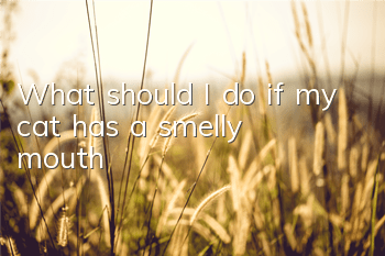 What should I do if my cat has a smelly mouth?