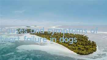 TCauses and symptoms of heart failure in dogs