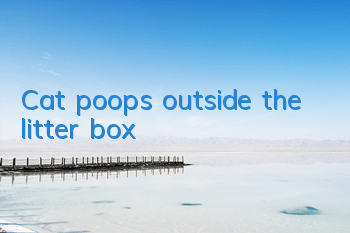 Cat poops outside the litter box