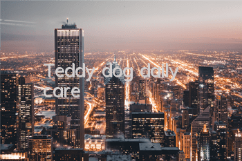 Teddy dog ​​daily care