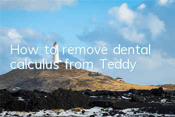 How to remove dental calculus from Teddy